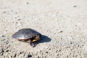 The twelve steps are slow and steady like a little turtle.